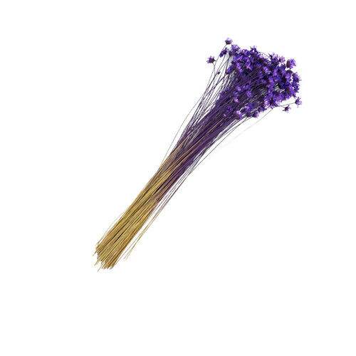 Flor Seca para Artesanato Sempre Viva 20 gr - Roxo