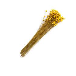 Flor Seca para Artesanato Sempre Viva 20 gr - Amarelo Ouro